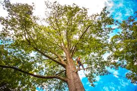 Best Weed Control  in East Orange, NJ