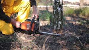 Best Lawn Disease Treatment  in East Orange, NJ