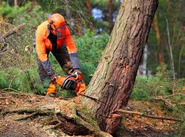 Best Emergency Tree Removal  in East Orange, NJ