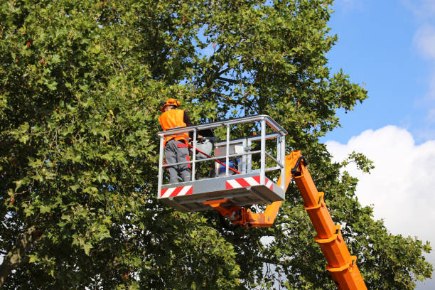 Professional Tree Removal in East Orange, NJ
