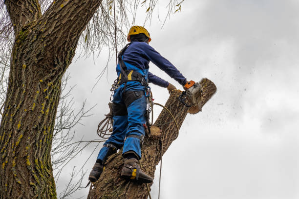 Best Arborist Consultation Services  in East Orange, NJ