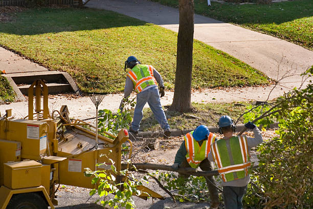 Best Lot and Land Clearing  in East Orange, NJ